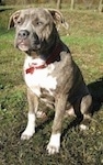 A blue-nose brindle Pit Bull Terrier is sitting in grass. He is looking up and he is looking to the left. There is a small hill behind it.