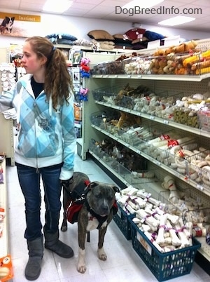 A girl in a white, blue and grey jacket is looking to the left and a blue-nose brindle Pit Bull Terrier are walking down an isle filled with dog bones in a pet store.