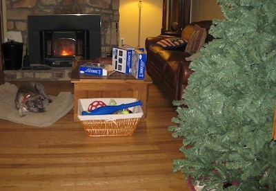 A blue-nose brindle Pit Bull Terrier is laying in a dog bed next to a lit fireplace and he is looking across a room at a Christmas tree.