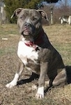 A blue-nose brindle Pit Bull Terrier is sitting in grass and it is looking forward. There is a large tree in the background.