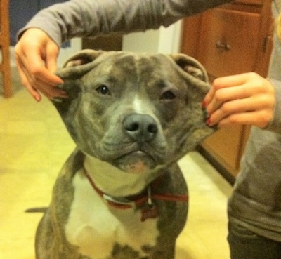 A person is strecthing out the skin on the face of a blue-nose brindle Pit Bull Terrier that is sitting on a tiled floor.