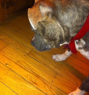 Close up - A blue-nose brindle Pit Bull Terrier is looking at a stink bug that is on a hardwood floor.