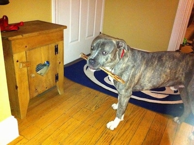A blue-nose brindle Pit Bull Terrier is standing on a hardwood floor in front of a closed door and he has a bully stick in his mouth. He is looking forward.
