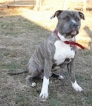 A blue-nose brindle Pit Bull Terrier is sitting in grass and he is sitting in the shadow of a building.