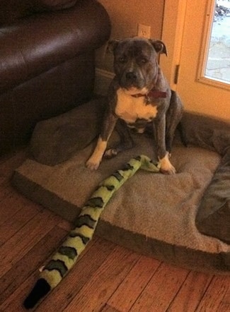 A blue-nose brindle Pit Bull Terrier is sitting on a dog bed next to a brown leather couch and there is a green squeaky toy snake extended out in front of him.