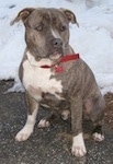 A blue-nose brindle Pit Bull Terrier is sitting on a blacktop surface and behind him is a snow covered field.