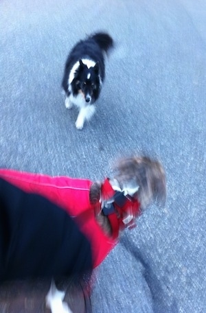 A black with white and tan Sheltie dog is running down a blacktop surface at a red vest wearing blue-nose Brindle Pit Bull Terrier.