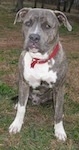 Close up - A blue-nose brindle Pit Bull Terrier is sitting in brown brass and he is looking forward.