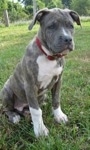 A blue-nose brindle Pit Bull Terrier puppy is sitting in grass and it is looking forward. Its head is slightly tilted to the left.