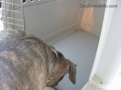 The back of a blue-nose brindle Pit Bull Terrier puppy that is sniffing the bottom of a crate.