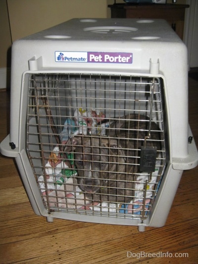 A blue-nose brindle Pit Bull Terrier puppy is sleeping on a barney the purple dinosaur blanket inside of a crate and there is a bully stick next to him.