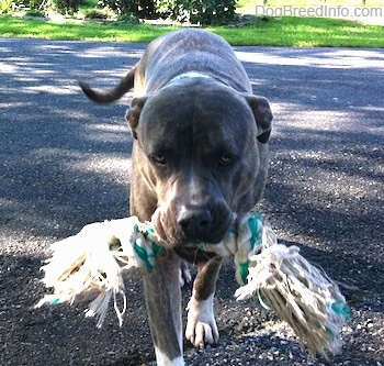 A blue-nose Brindle Pit Bull Terrier is walking down a blacktop surface and he has a rope toy in his mouth.