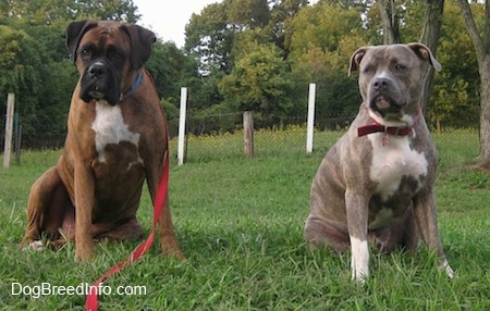 Cool Brindle Pitbull Names