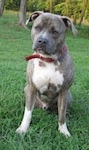 A blue-nose brindle Pit Bull Terrier is sitting on a hill. He is looking forward and his head is slightly tilted to the right.