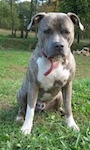 A blue-nose brindle Pit Bull Terrier is sitting in grass. He is looking down and he is leaning a bit over.