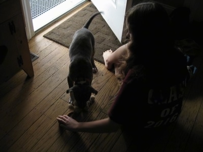 A blue-nose Brindle Pit Bull Terrier puppy is chewing on a toy that is next to a person. The person is moving it with their hand.