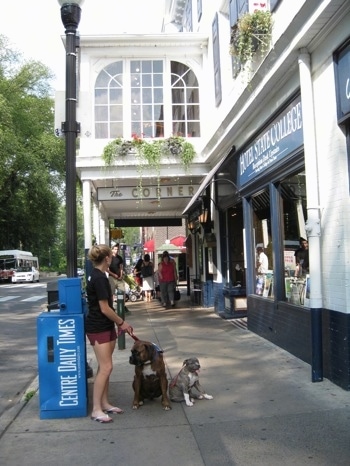 A girl in black is holding the leashes of a sitting blue-nose brindle Pit Bull Terrier puppy and a brown brindle Boxer. They are standing in front of a 'Centre Daily Times' Newspaper machine.