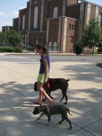 A girl in purple is leading a blue-nose brindle Pit Bull Terrier puppy and a brown brindle Boxer on walk across a street.