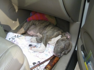 Close up - A blue-nose brindle Pit Bull Terrier puppy is sleeping in the backseat of a Toyota Sienna minivan on top of a white and pink Mini Mouse blanket. There is a bone near his mouth.