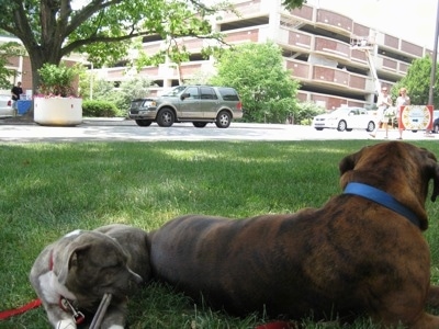 A blue-nose brindle Pit Bull Terrier puppy is laying in grass and chewing on a stick. In front of him is a brown brindle Boxer.