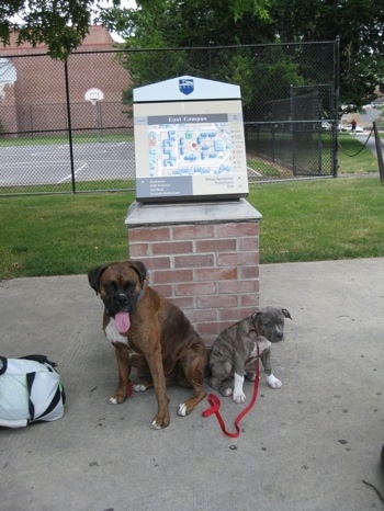 A blue-nose brindle Pit Bull Terrier puppy and a brown brindle Boxer are sitting butt to butt in front of a campus map. There is a basketball court behind them.