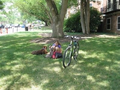 There is a bike in grass next to a girl in green who is kneeling down to play with a blue-nose brindle Pit Bull Terrier puppy. Laying next to them is a brown brindle Boxer. They are in the front yard of brick dorms at the Penn State campus.