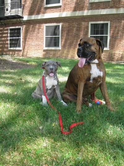 A blue-nose brindle Pit Bull Terrier puppy and a brown brindle Boxer are sitting next to each other in front of brick dorms at Penn State University. Both dogs are panting.