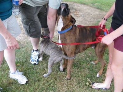 People are standing in front of a blue-nose brindle Pit Bull Terrier puppy and behind them is a brown brindle Boxer. The people are petting the dogs.