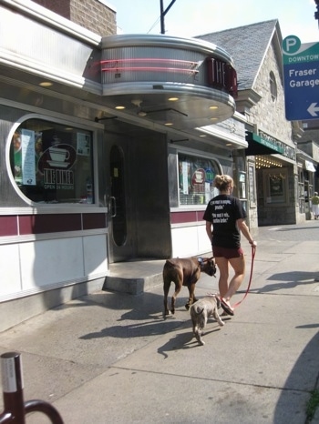 A girl in black is leading a blue-nose brindle Pit Bull Terrier puppy and a blue-nose brindle Pit Bull Terrier puppy on a walk past a diner on the streets of State College.