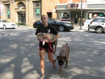 A lady in black is walking with a blue-nose brindle Pit Bull Terrier puppy in her arms across a street and walking next to her is a brown brindle Boxer.