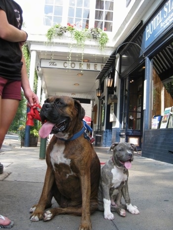 Close up - A brown brindle Boxer is sitting next to a blue-nose brindle Pit Bull Terrier puppy and they are on a concrete sidewalk. The dogs are panting.