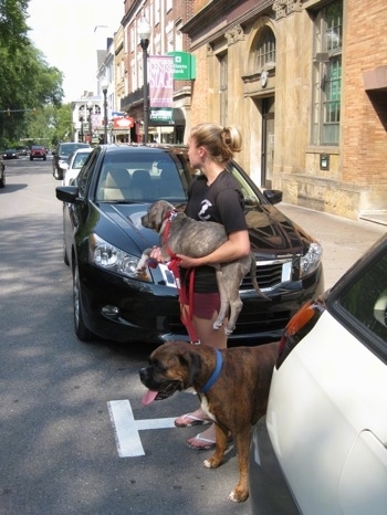 A lady in a black shirt is holding a blue-nose brindle Pit Bull Terrier puppy in her arms and next to her is a brown brindle Boxer.