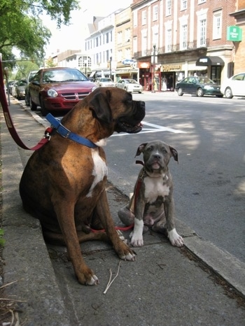A brown brindle Boxer is sitting next to a blue-nose brindle Pit Bull Terrier puppy on the streets of State College PA. They are sitting curbside under the shade of a tree.