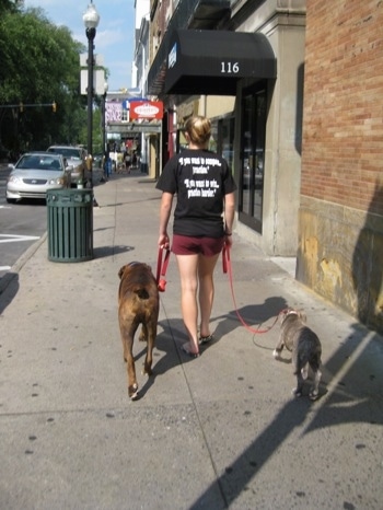The back of a girl in black is leading a blue-nose brindle Pit Bull Terrier puppy and a brown brindle Boxer on a walk down College Ave.