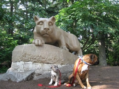 A blue-nose brindle Pit Bull Terrier puppy and a brown brindle Boxer are sitting under the Penn State University Nittany Lion statue.