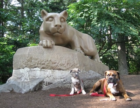 A blue-nose brindle Pit Bull Terrier puppy and a brown brindle Boxer are sitting and laying under the Penn State University lion statue.