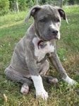 A blue-nose brindle Pit Bull Terrier puppy is sitting in grass and it is looking to the right.