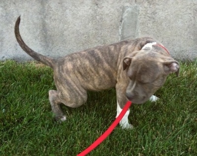 ... these pitbull puppy training tips to make potty training easier