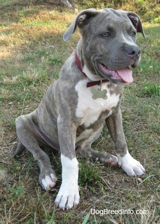 Free Pitbull Puppies on Fifth Week In His New Home   Spencer The Blue Nose Brindle Pit Bull
