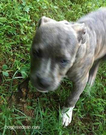 View from the top looking down at the dog close up - A blue-nose Brindle Pit Bull Terrier puppy has a dead animal hanging from his mouth and he is standing in grass.