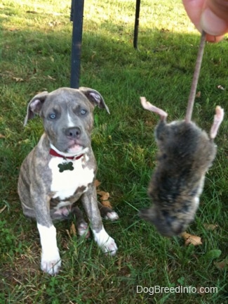 A person is holding a dead mouse by its tail. A blue-eyed, blue-nose Brindle Pit Bull Terrier puppy is sitting in grass and he is looking at the dead mouse.