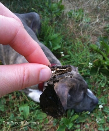 A persons hand is holding a tiny skull in there hand. There is a blue-nose Pit Bull Terrier puppy laying down in grass below the hand.