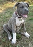 A blue-nose brindle Pit Bull Terrier puppy is sitting in grass and it is looking to the right. Its mouth is open and its tongue is out.