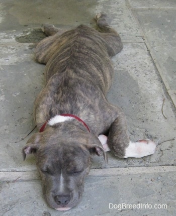  Front view - A blue-nose Brindle Pit Bull Terrier puppy is sleeping out on a stone floor.