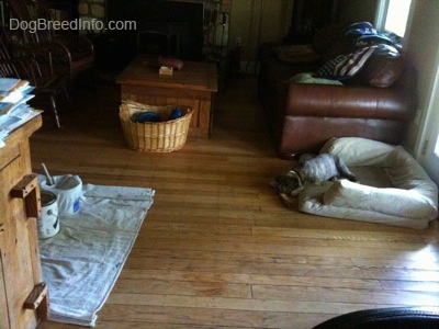 A blue-nose Pit Bull Terrier puppy is laying on a dog bed next to a brown leather couch and he is looking to the left towards a tarp that has paint on it.