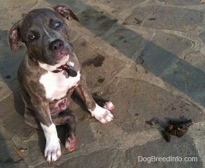 A blue-eyed, blue-nose Brindle Pit Bull Terrier puppy is sitting on a stone porch behind a pile of poop. The puppy is looking up.