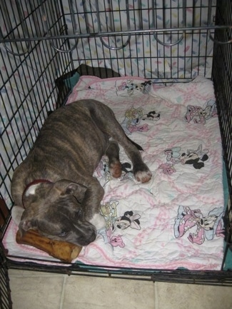 A blue-nose Brindle Pit Bull Terrier puppy is laying on a white and pink Minnie Mouse blanket and his head is on top of a bone. There is a white sheet covering the crate.