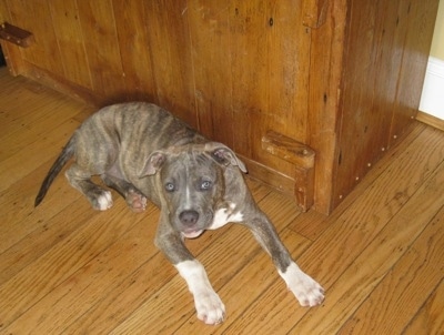 A blue-nose Brindle Pit Bull Terrier puppy laying on a hardwood floor up against a wooden cabinet looking up.