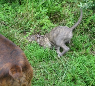 A blue-nose Brindle Pit Bull Terrier puppy is rubbing his head in tall grass and standing next to him is a brown brindle Boxer.