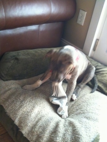 A blue-nose Brindle Pit Bull Terrier puppy is sitting on a dog bed chewing a sock next to a brown leather couch.